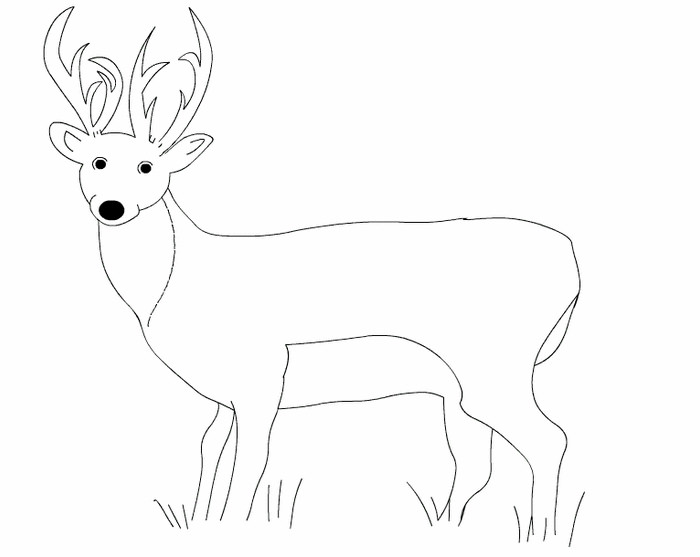 700x557 Deer Templates