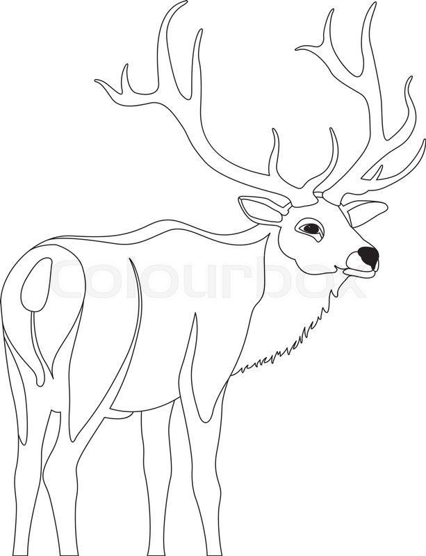 613x800 Deer Vector Illustration Line Drawing Stock Vector Colourbox