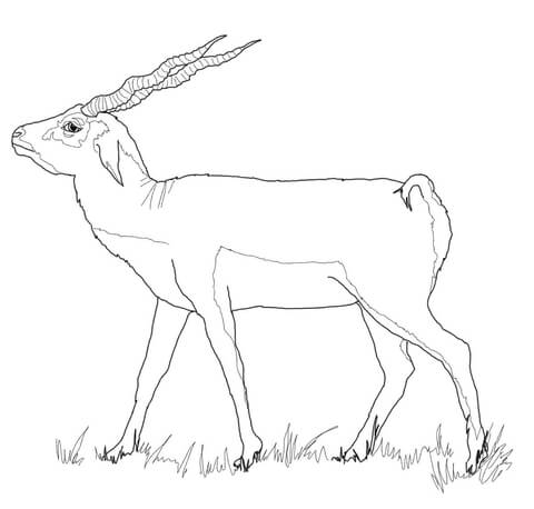 480x458 Blackbuck Coloring Pages Free Coloring Pages