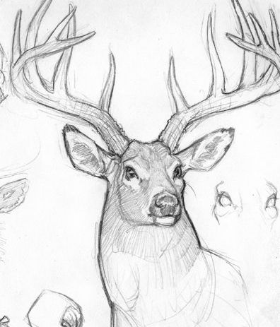 396x463 Pictures Pencil Drawings Of Deer Antlers,