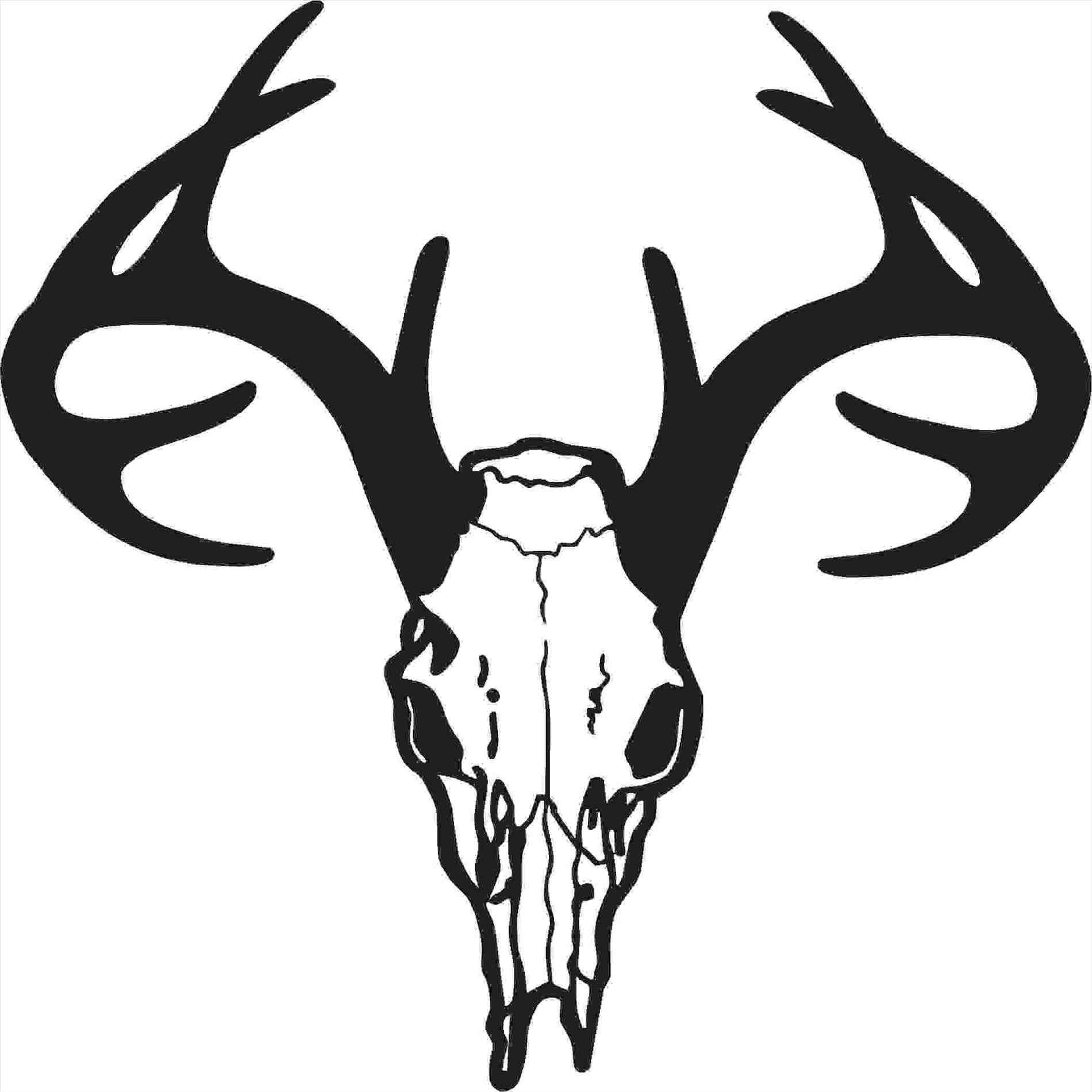 1900x1900 Mule Deer Buck Drawings