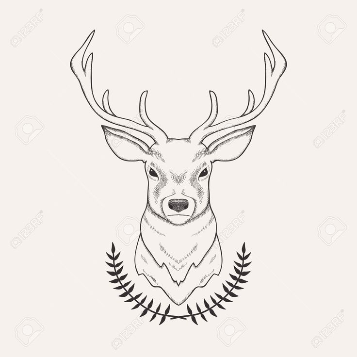 736x736 Drawn Dear Deer Head