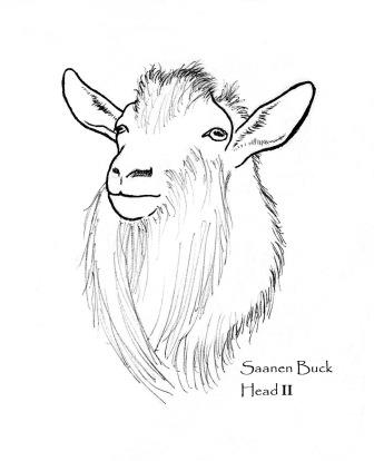 336x414 Goat Drawings