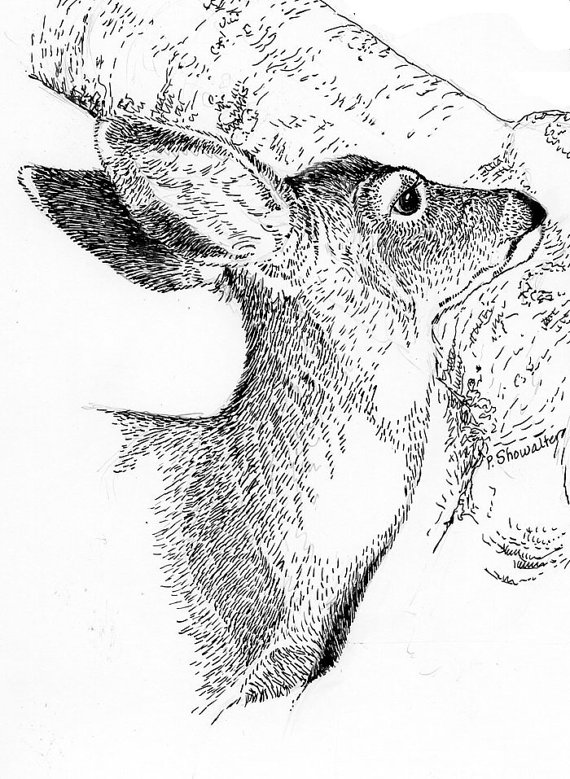570x779 Young Mule Deer Head Print Of Original Pen And Ink Drawing