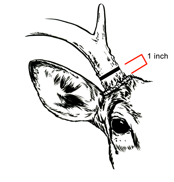 600x629 Deer How To Telecheck Mdc Hunting And Fishing