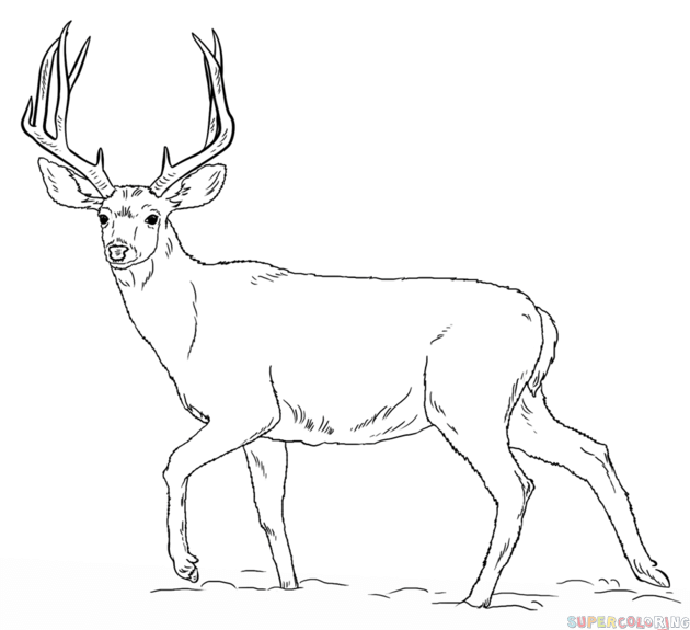 630x575 Drawn Antler Mule Deer
