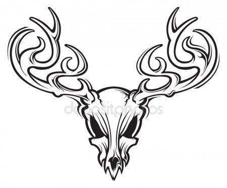 450x374 Whitetail Deer Euro Mount Skull And Antlers Illustration Stock