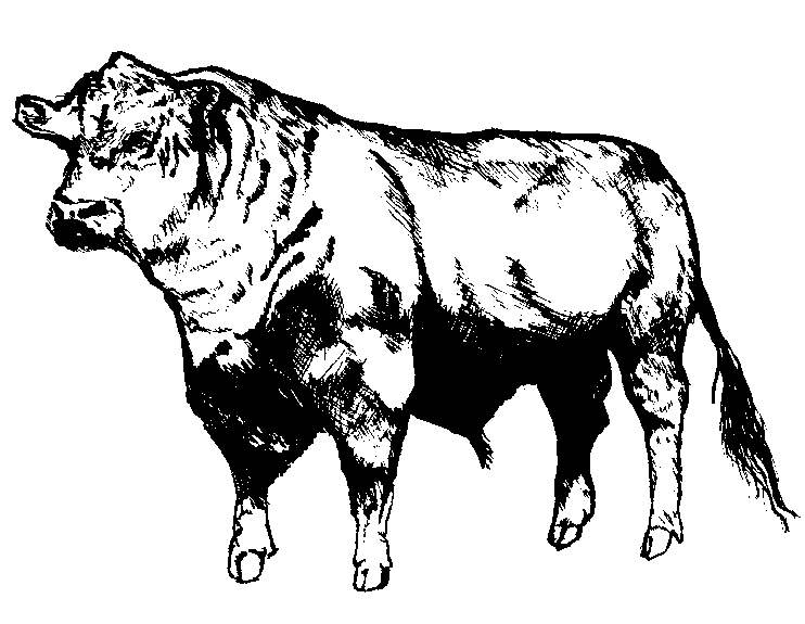 742x575 Drawn Bulls Clip Art