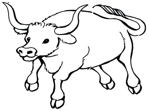 Bucking Bull Drawing at GetDrawings | Free download