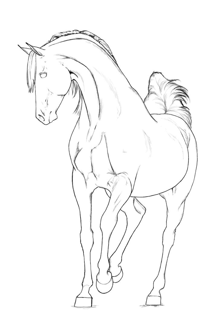 737x1085 Arabian Stallion Lineart By Akuinnen24 Beautiful Lines