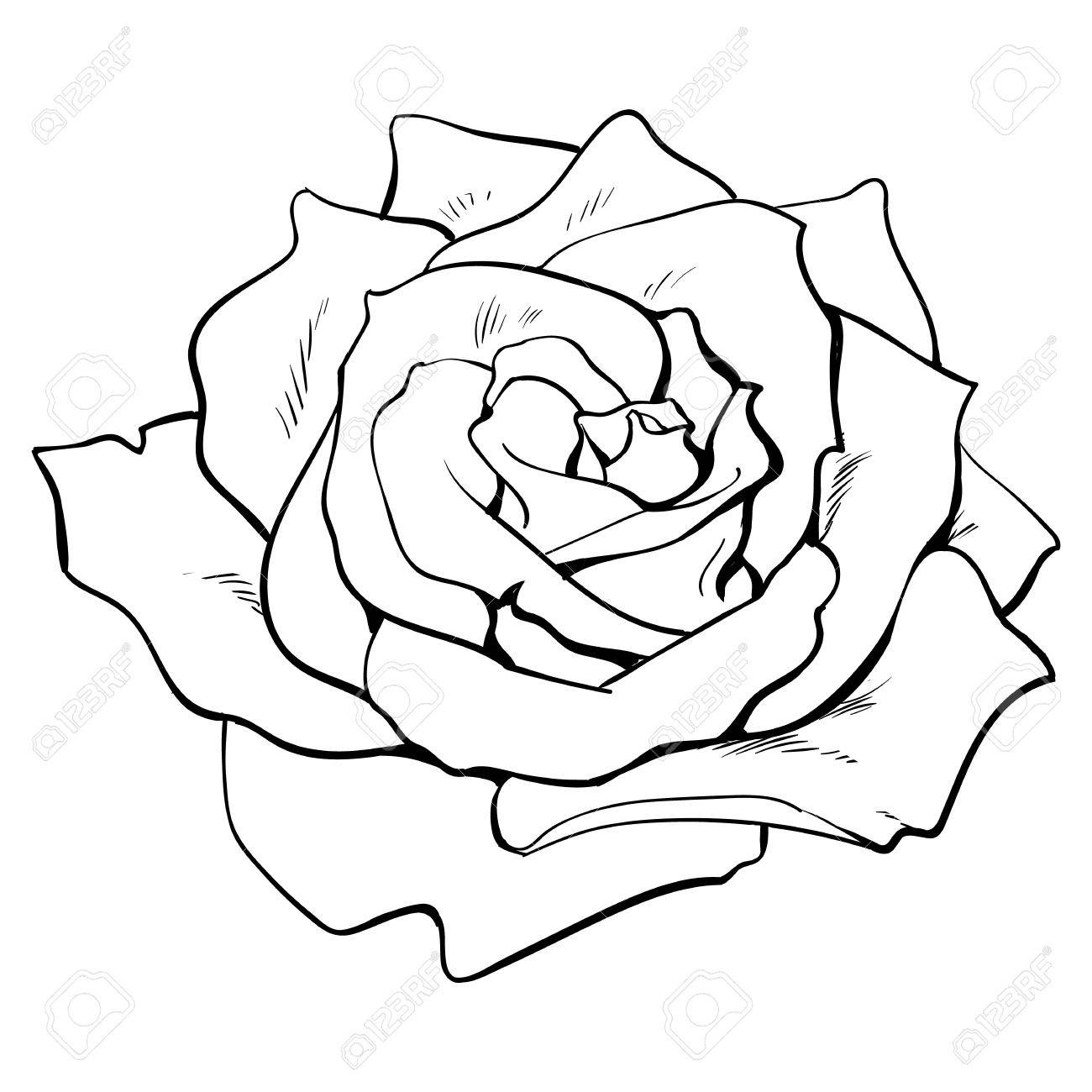 1300x1300 Deep Contour Rose Bud, Top View Sketch Style Vector Illustration