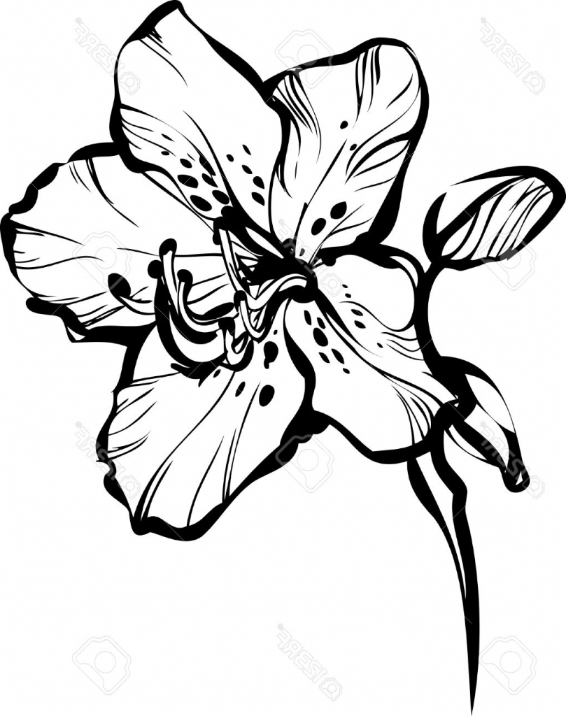 809x1024 Drawing In Five Different Beautiful Flower Flower Bud Drawing