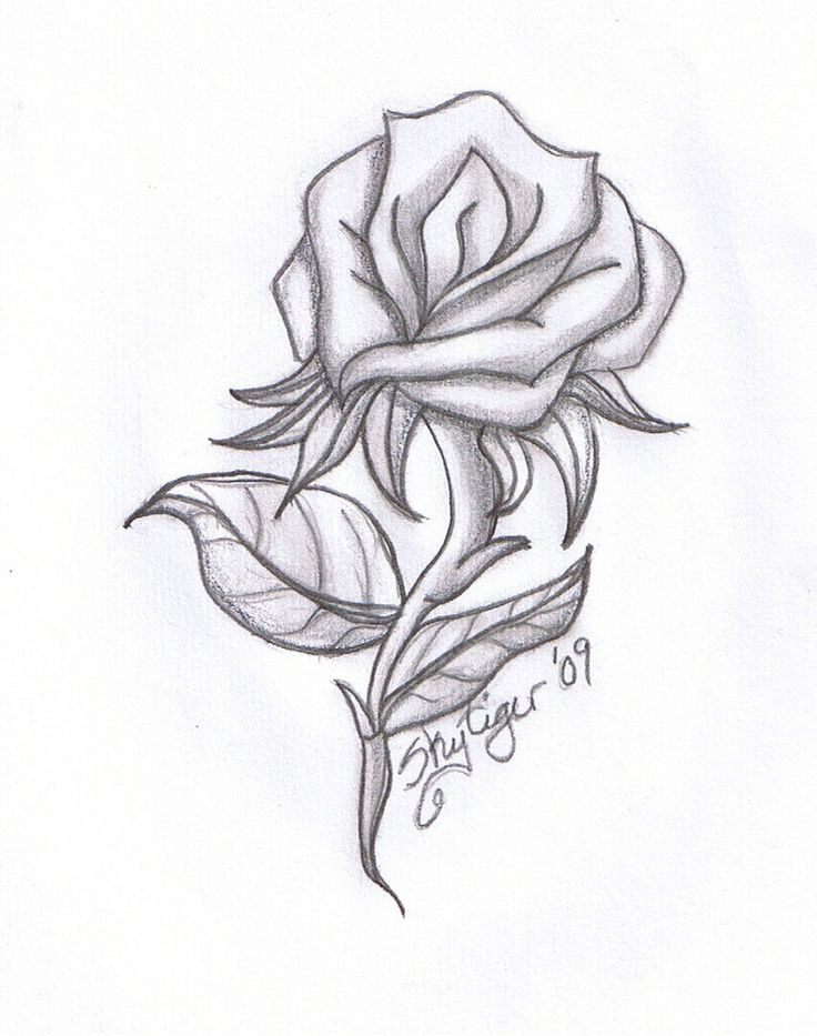 736x933 Drawn Rose How To Draw A Rose To Draw A Bud For Drawn