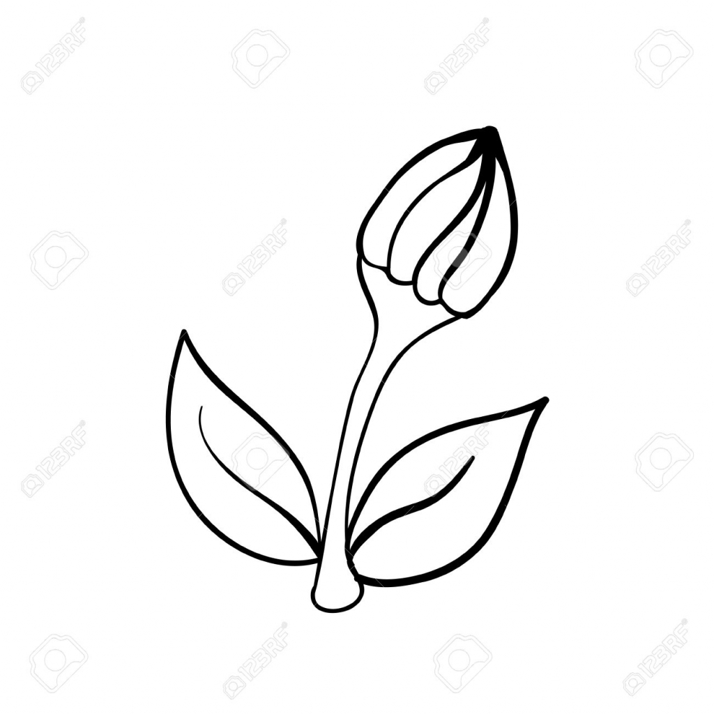 1024x1024 Flower Bud Drawing Flower Bud Drawing