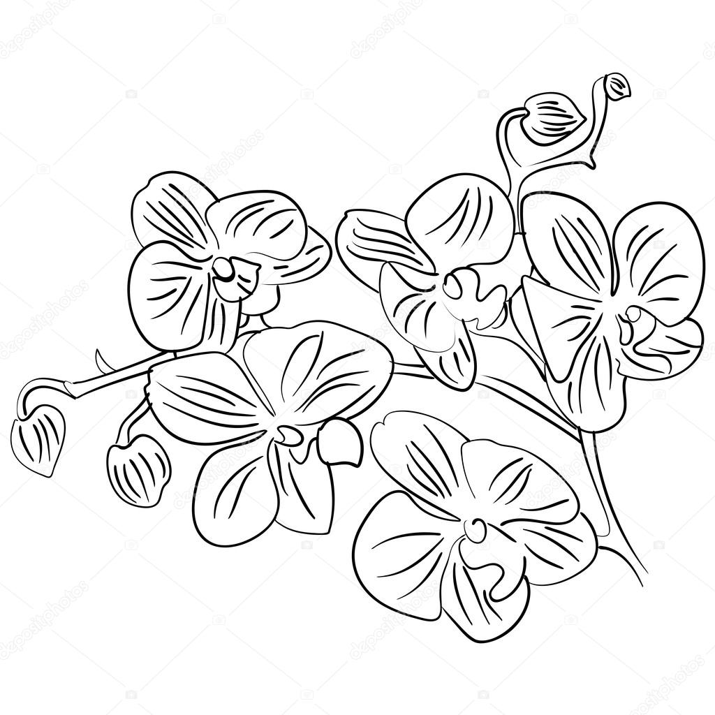 1024x1024 Flowers With Bud Outline Sketch Vector Stock Vector Tiverets