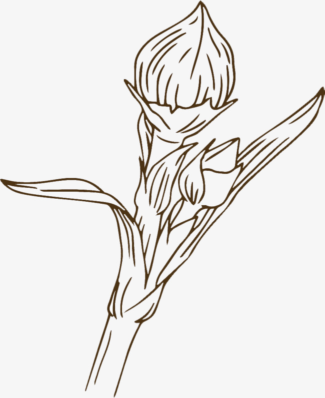 650x795 Hand Drawing Bud Bud Illustrations, Hand, Line Drawing, Hand Drawn