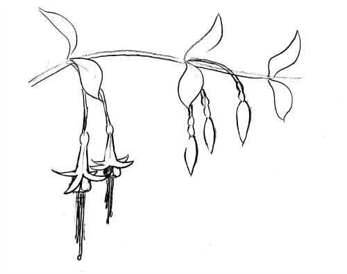 500x395 How To Draw A Fuchsia