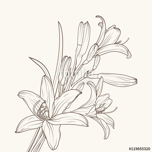 500x500 Isolated Elegant White Lily Flowers With Stem, Leaves