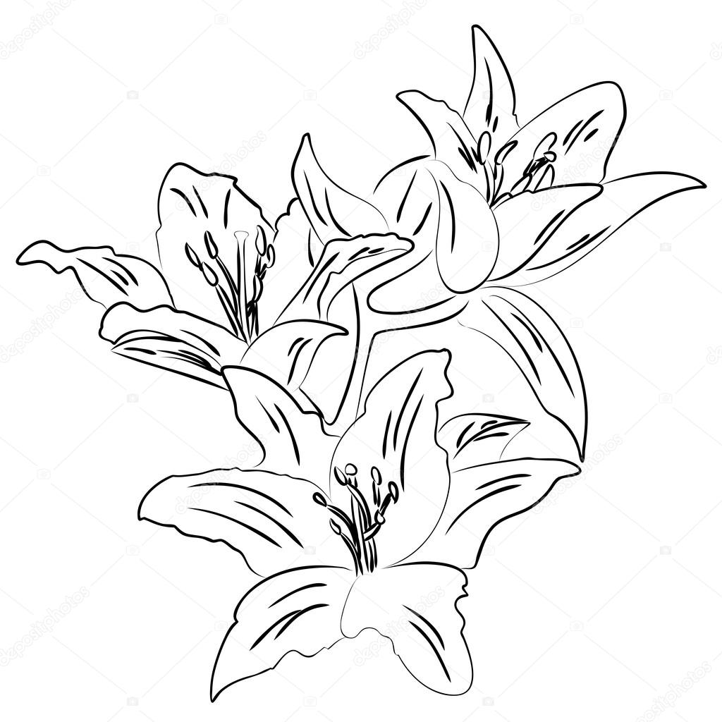 1024x1024 Lily With Bud Outline Sketch Vector Stock Vector Tiverets