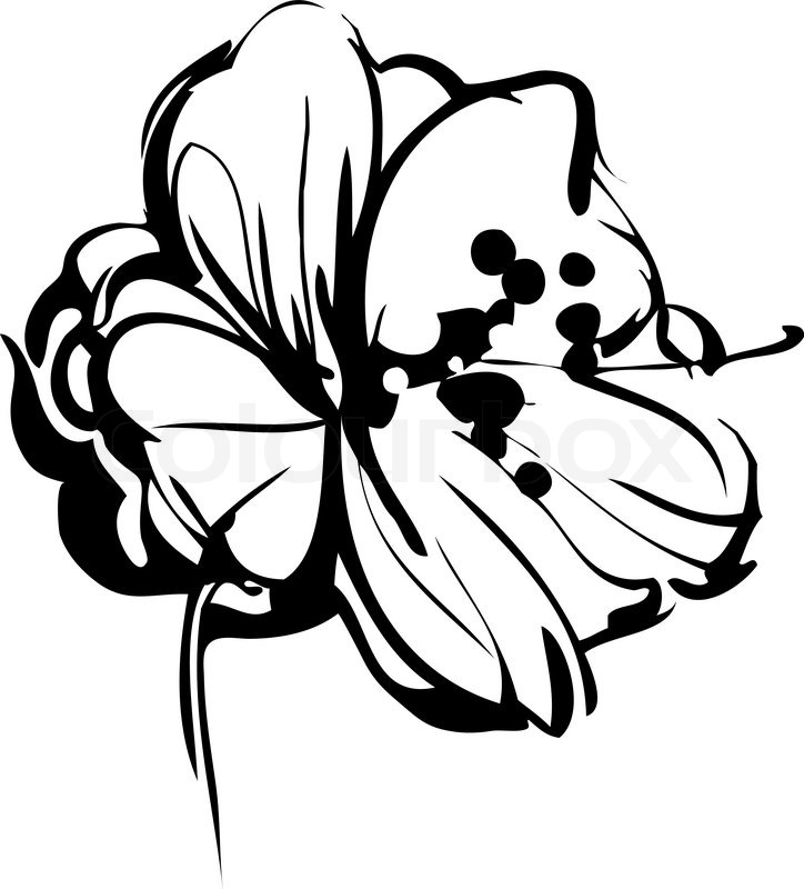 724x800 Sketch Of Bud Of Blossoming Out Flower Stock Vector Colourbox