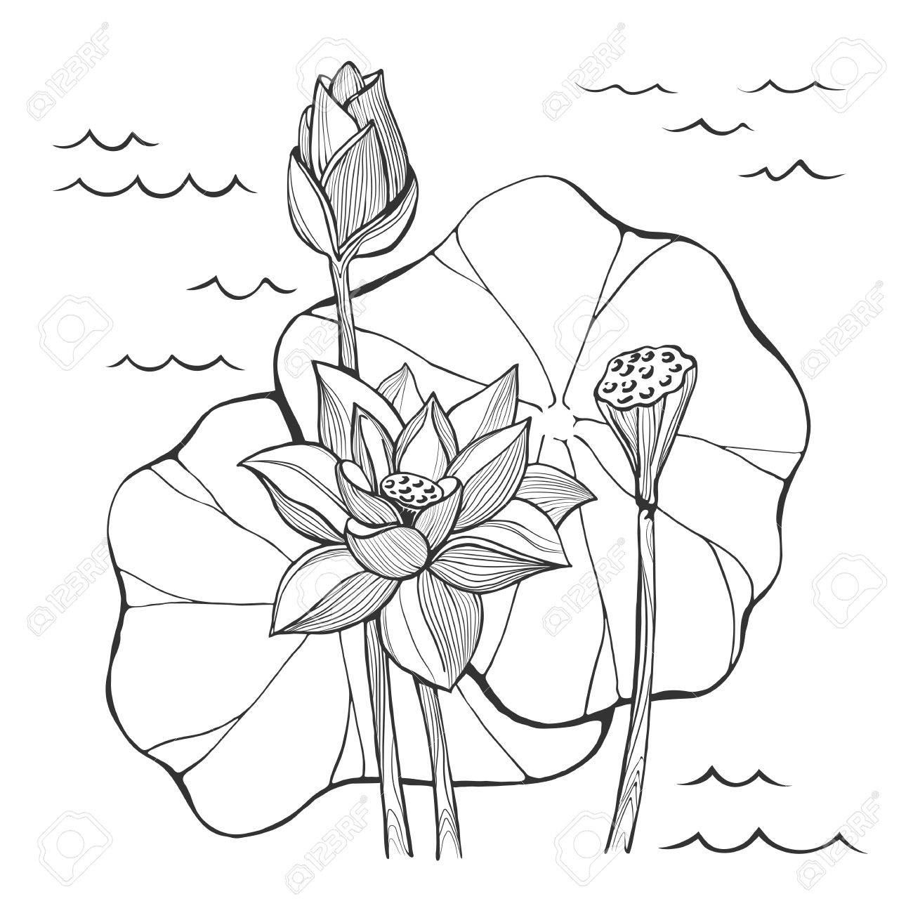 1300x1300 Vector Sketch Lotus Flowers Bud And Seeds Royalty Free Cliparts