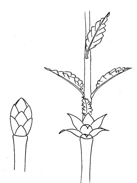 547x730 Biological Drawing Of Bud Growth Showing Bud In Winter And Spring