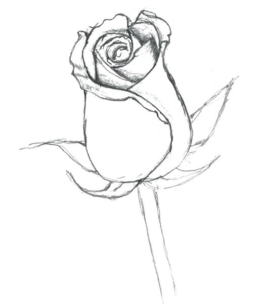 530x609 Bud Coloring Pages