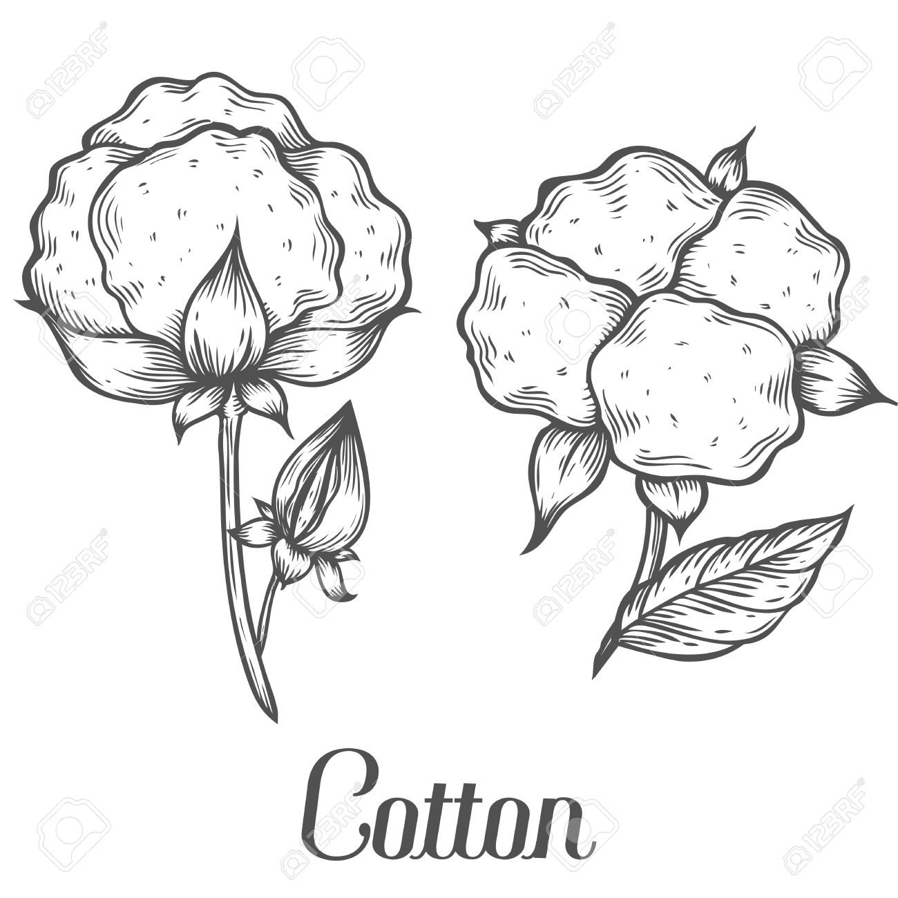 1300x1300 Cotton Plant, Bud, Leaf, Plant, Branch. Hand Drawn Engraved Vector