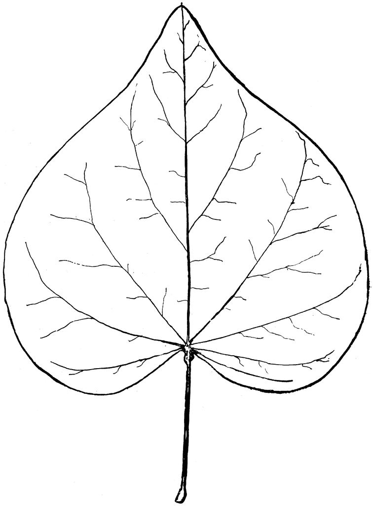 756x1024 Genus Cercis, L. (Red Bud) Clipart Etc