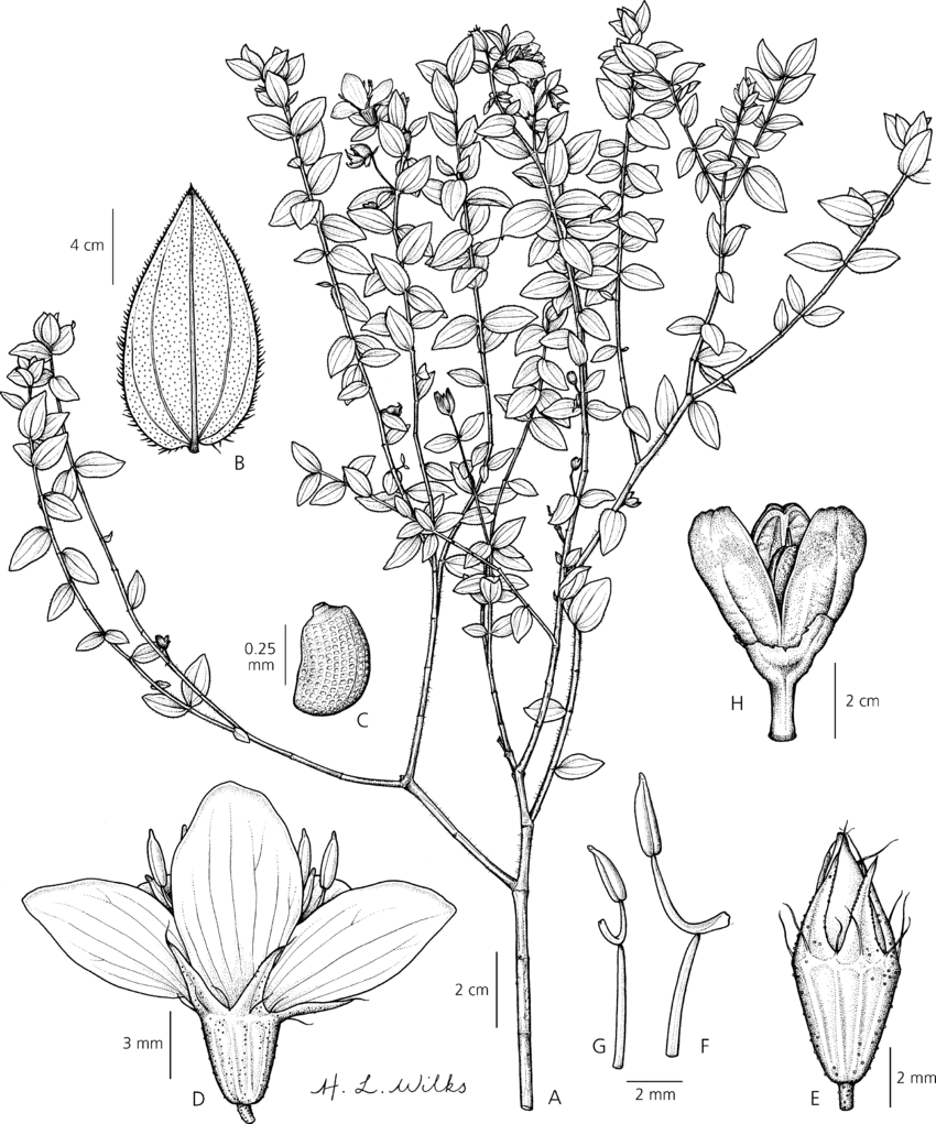 850x1021 Microlicia Flavovirens. A Habit B Leaf C Seed D Flower E