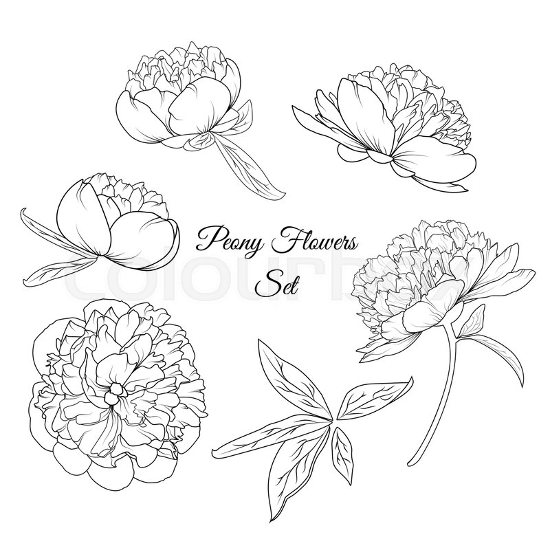 800x800 Peony Rose Flowers Shrub Vector Design Illustration Reusable