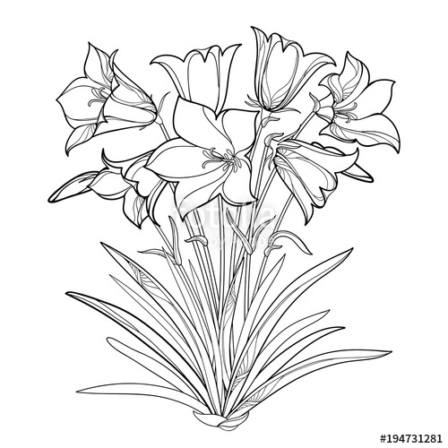 500x500 Vector Bouquet With Outline Alpine Campanula Flower Or Bellflower