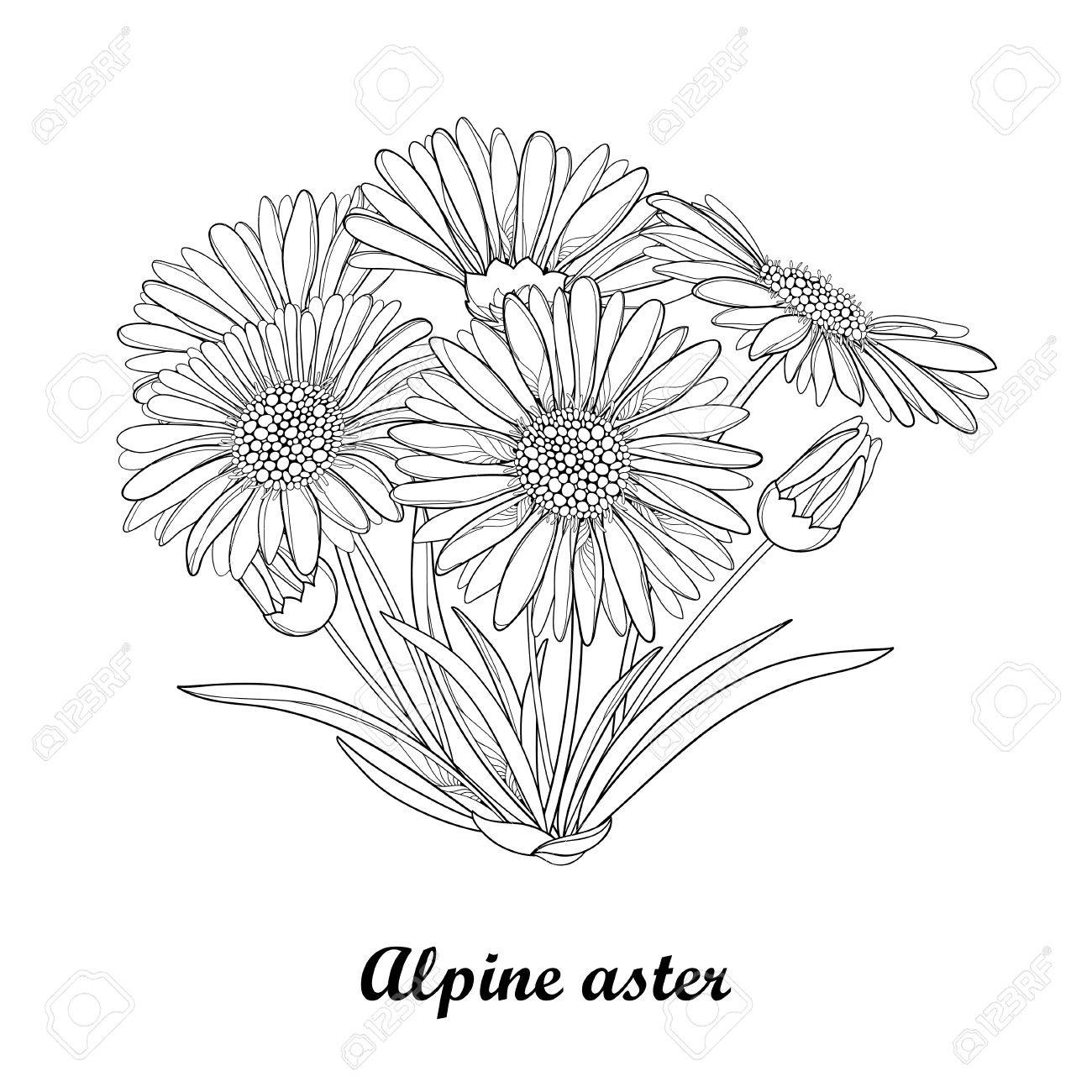 1300x1300 Bouquet With Outline Open Alpine Aster Flower, Bud And Leaf