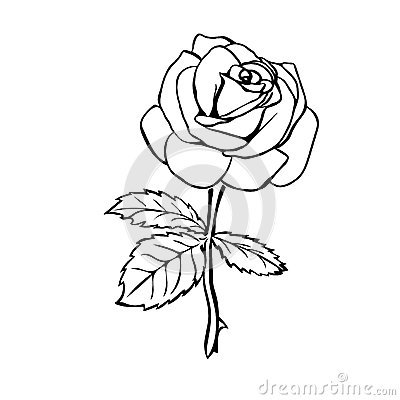 400x400 Cool Bud Light Background Rose Sketch Stock Illustration Image