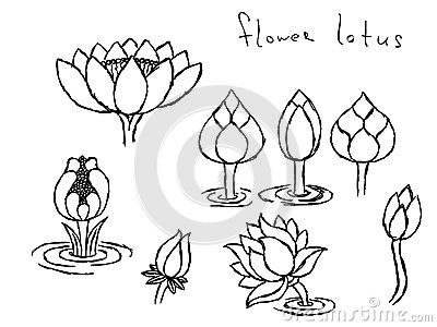400x300 Pencil Drawing Lotus Stock Photos, Images, Amp Pictures (50 Images