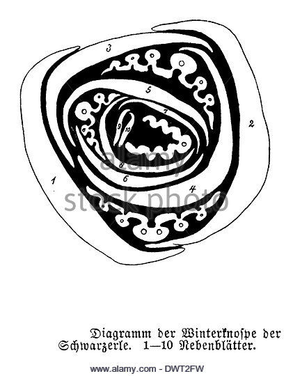 421x540 Bud Black And White Stock Photos Amp Images