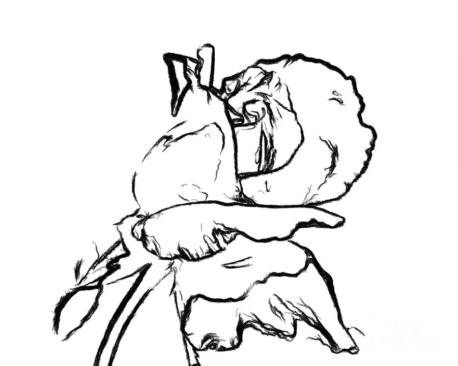 900x720 Line Drawing Rose