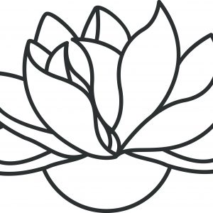 300x300 Lotus Sketch Drawing Images Lotus Sketch Adult