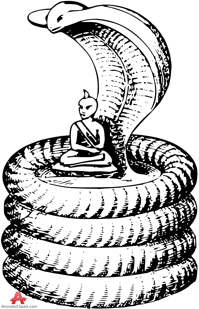644x999 Cobra Clipart Sketch
