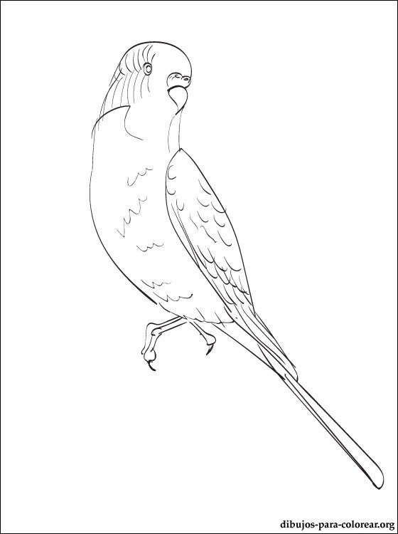 560x750 Budgie By Luztremula7254