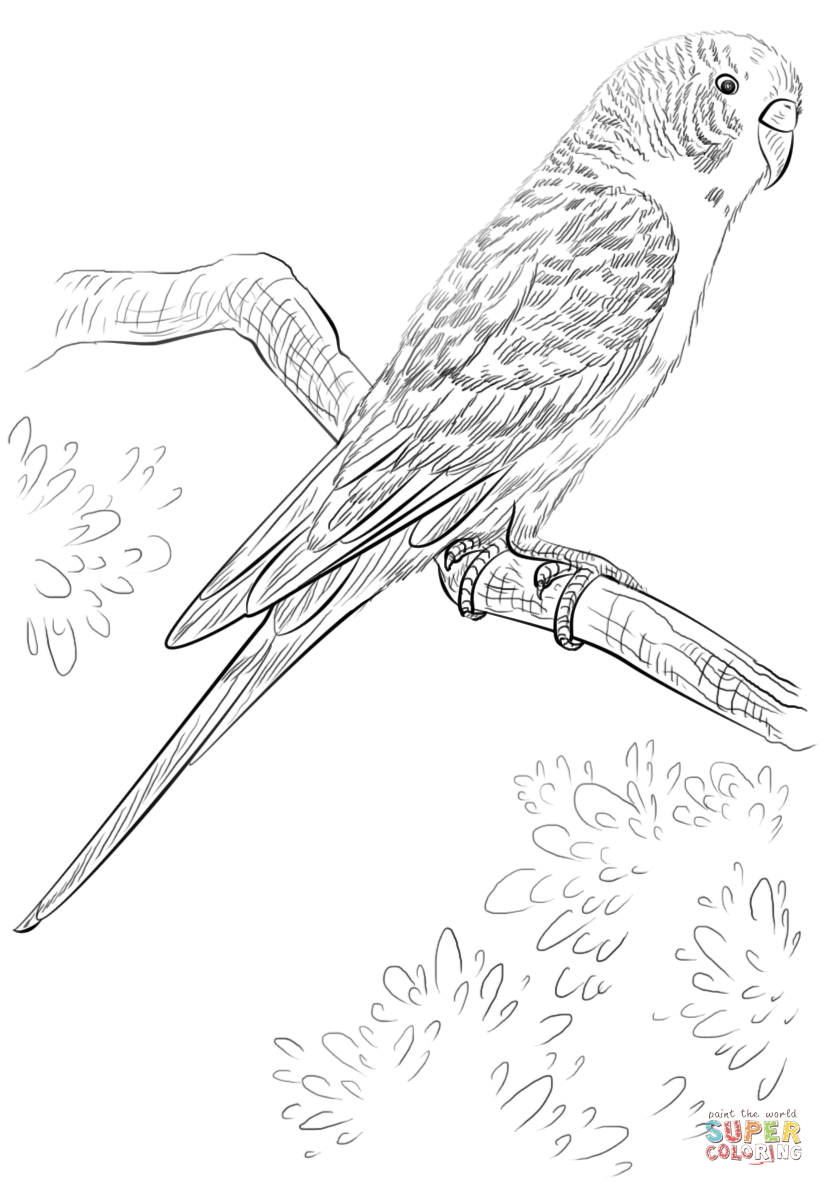 824x1186 Budgie Parrot Coloring Page Free Printable Coloring Pages