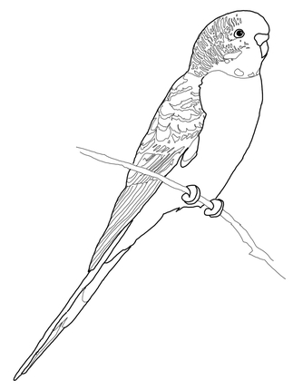 323x430 Click To See Printable Version Of Budgerigar Parrot Coloring Page