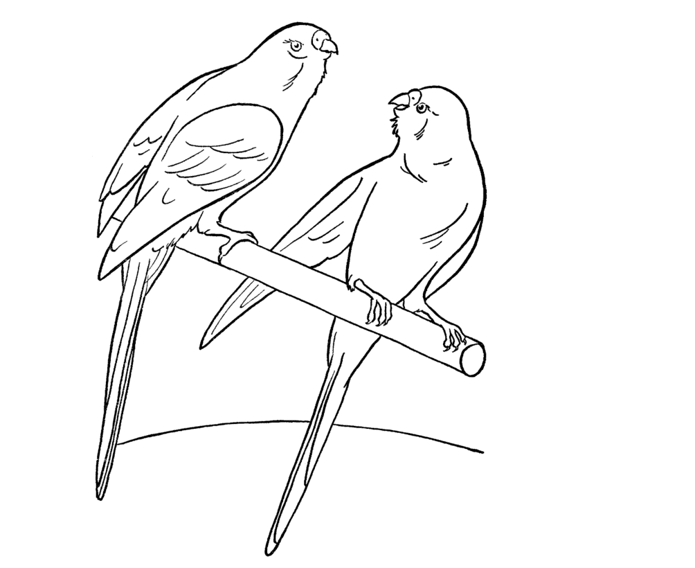 1004x820 Colour Drawing Free Wallpaper Parrots Coloring Drawing Free Wallpaper