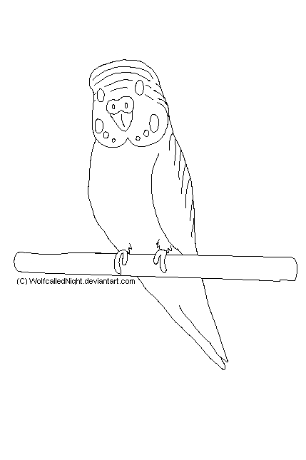 429x645 Free Budgie Lineart By Wolfcallednight