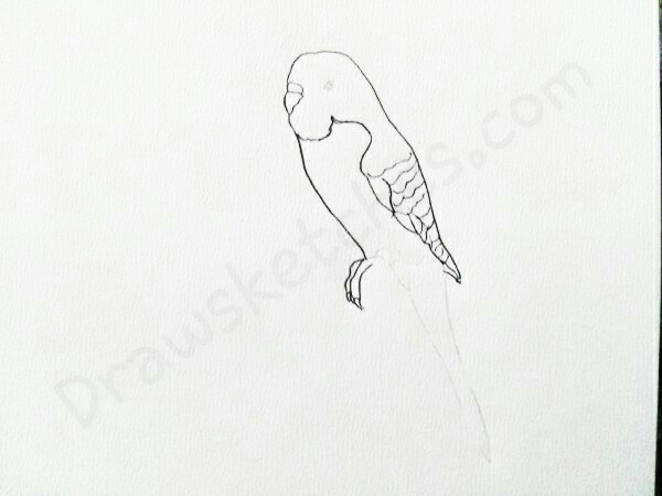 600x450 How To Draw A Budgie In A Few Easy Steps With Pictures
