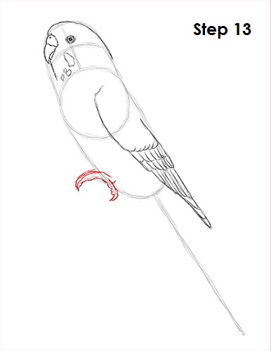 386x500 How To Draw A Budgie (Parakeet)
