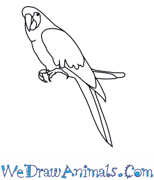300x350 How To Draw A Scarlet Macaw