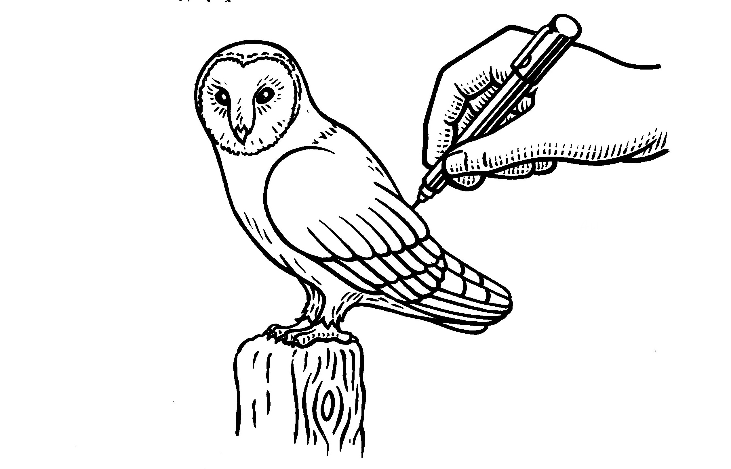 2540x1632 How To Draw A Barn Owl