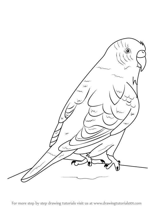 597x844 Learn How To Draw A Budgie Aka Budgerigar (Birds) Step By Step