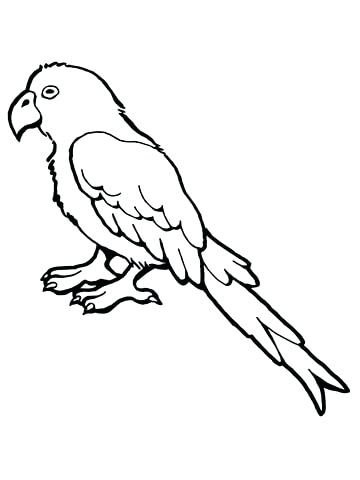 360x480 Parakeet Coloring Pages Budgerigar Animal Coloring Pages Cheerful